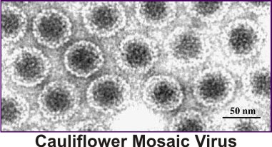 Cauliflower_Mosaic_Virus
