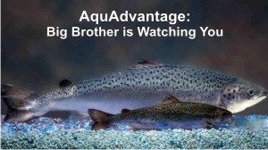 AquAdvantage-Salmon