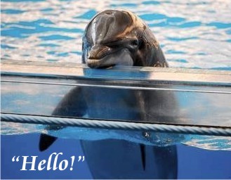Dolphin-hello