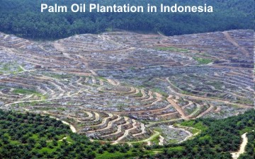 Palm_Oil-Indonesia