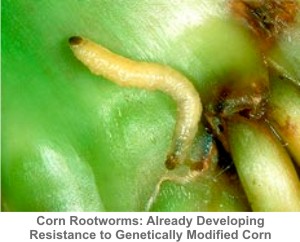 Corn_Rootworm