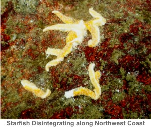 Starfish-Disintegrate