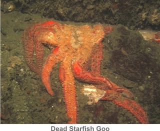 Dead_Starfish_Goo