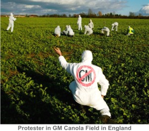 GMO_Canola-Protester