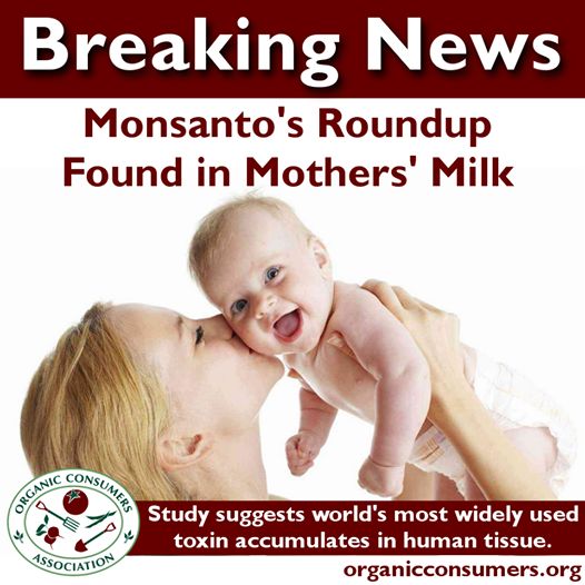 Roundup-in-Mothers_Milk