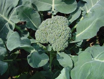 Broccoli_Plant