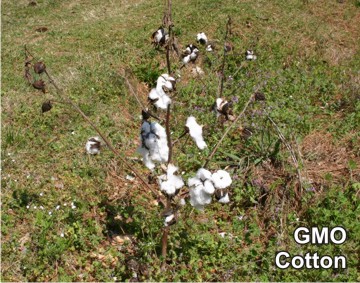 GMO_Cotton